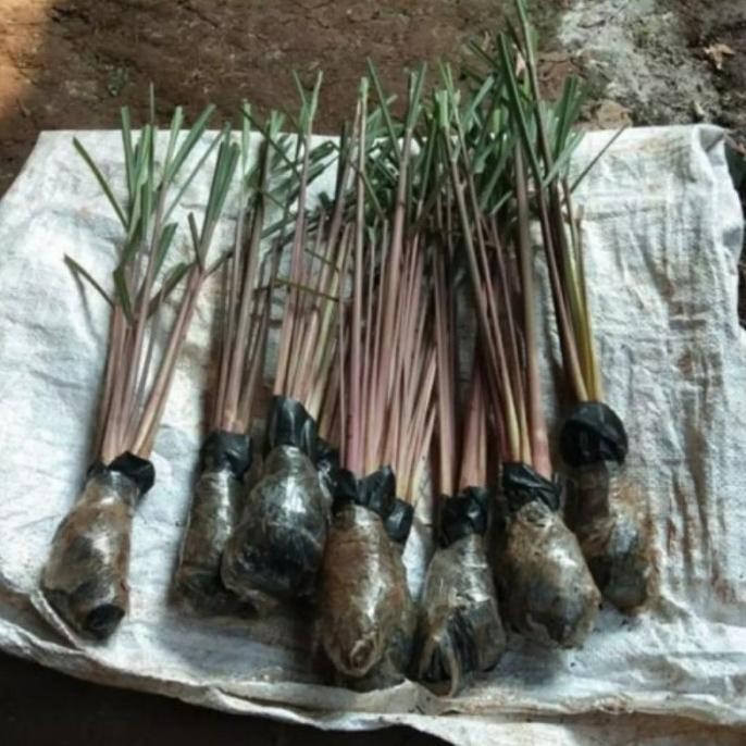 

Terlaris Bibit Sereh Wangi Merah Asli Super Dagltu 3291Ye