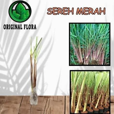 

Terlaris Ankn Bibit Sereh Merah Sereh Uruttanaman Obat Serai Wangi Merah Sereh Merah