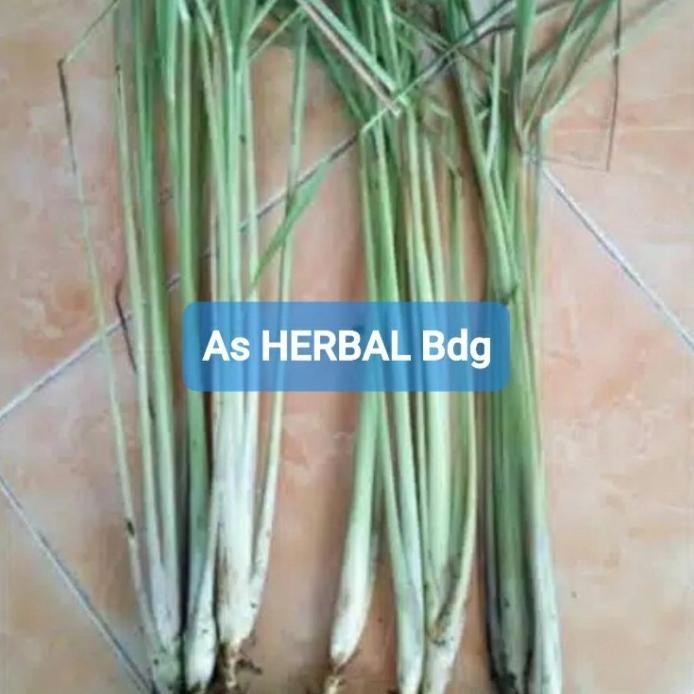 

Terlaris Bibit Sereh Atau Serai Siap Tanam