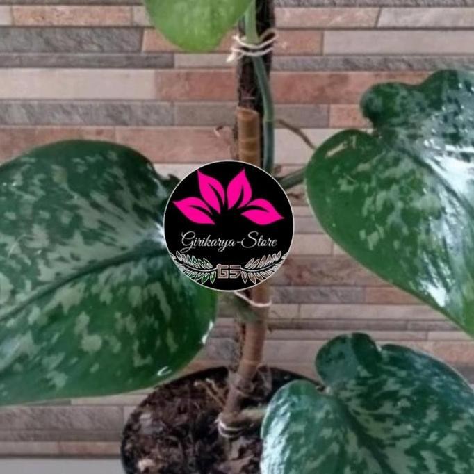 

Terlaris Bibit Sirih Gading Scindapsus Silver Jumbo(Bonggol/Batang)