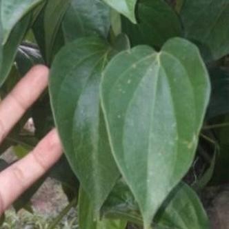 

Terlaris Sirih Hijau Stek Bibit Tanaman Sirih Hijau Daun Sirih,Blm Berakar Ready.