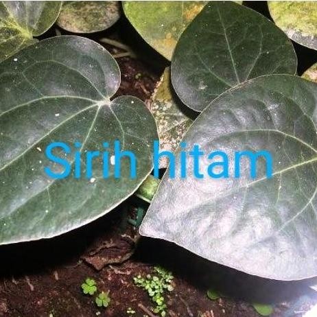 

Terlaris Tanaman Daun Sirih Paket Hemat!!!Isi 3 Bibit(Merah,Hitam Dan Hijau)