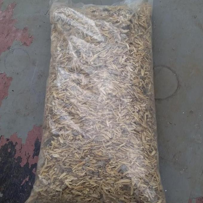 

Terlaris Media Tanam Sekam Basah Pupuk Kandang