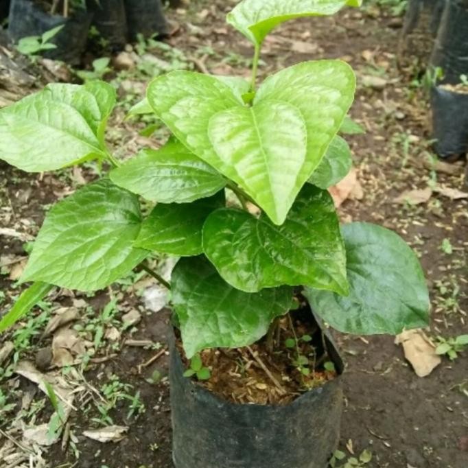 

Terlaris Bibit Tanaman Daun Karuk, Kaduk, Sirih Tanah, Suruh Lanang, Cabean, Sirih Dadu, Karok