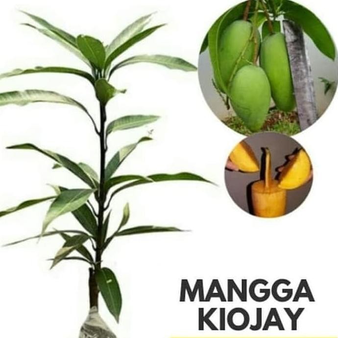 BARANG SUPER POHON Bibit Mangga Kiojay Pohon Mangga Bibit Buah Mangga Kiojay Jumbo