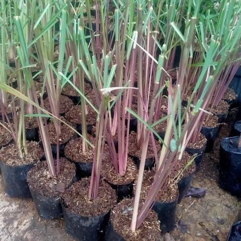 

Terlaris Bibit Sereh Merah Bibit Tanaman Super Unggul Asli Original