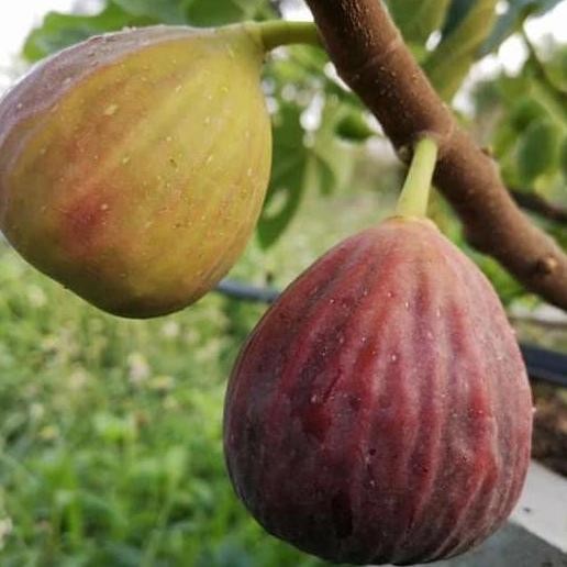 BARANG SUPER bibit pohon buah tin Blue Giant cangkok tin buah jumbo