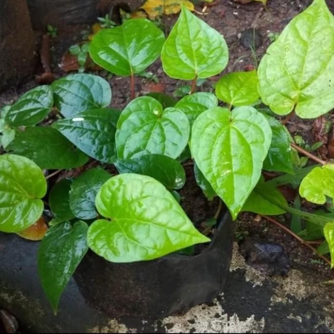 

Terlaris Cod Bibit Tanaman Herbal Sirih Hijau/Tanaman Obat