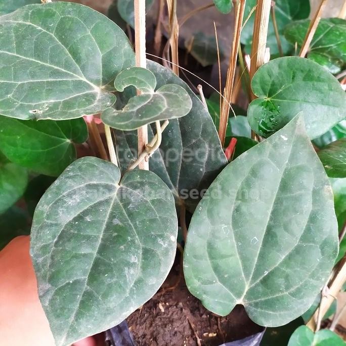 Terlaris Bibit Tanaman Sirih Hitam Asli | Herbal Sirih Hitam