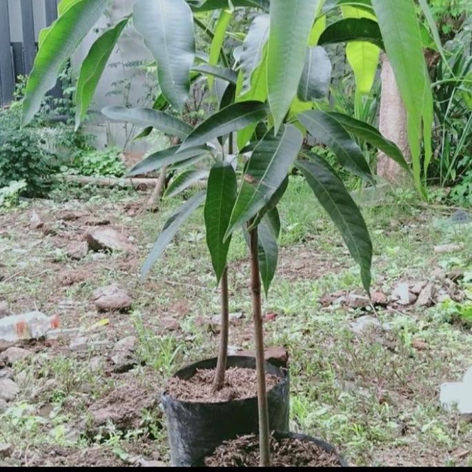BIBIT TANAMAN BUAH MANGGA CHOKANAN/ MANGGA COKANAN ASLI PREMIUM