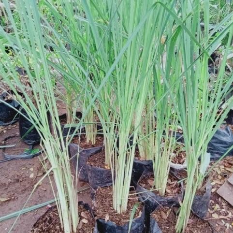 

Terlaris Limited Edition Bibit Sereh Hijau Bumbu Dapur | Bibit Tanaman Sere | Bibit Sereh Asli