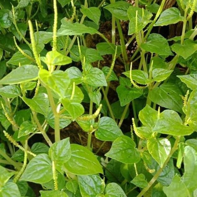 

Terlaris Bibit Pohon Suruhan Sirih Cina Murah Berkualitas