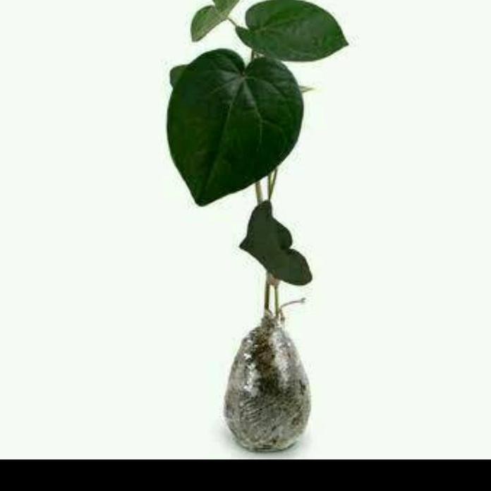 Terlaris Bibit Tanaman Sirih Hitam/Sirih Hitam