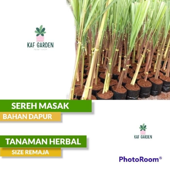 

Terlaris Sereh Dapur Bibit Tanaman Sereh Masak Tanaman Herbal Serai Herbal