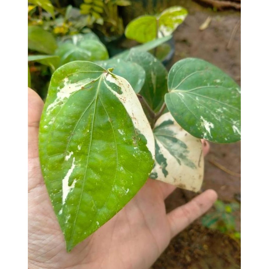 

Terlaris Bibit Tanaman Hias Sirih Variegata - Cocok Di Pot