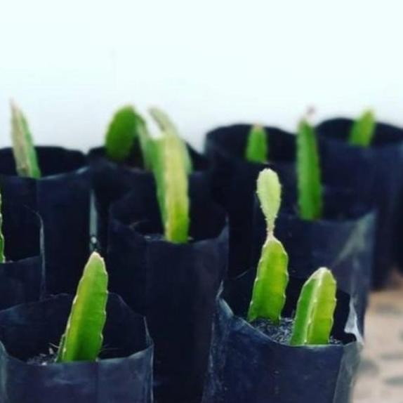 jual bibit tanaman buah naga super red besar merah kado berkebun ISTIMEWA