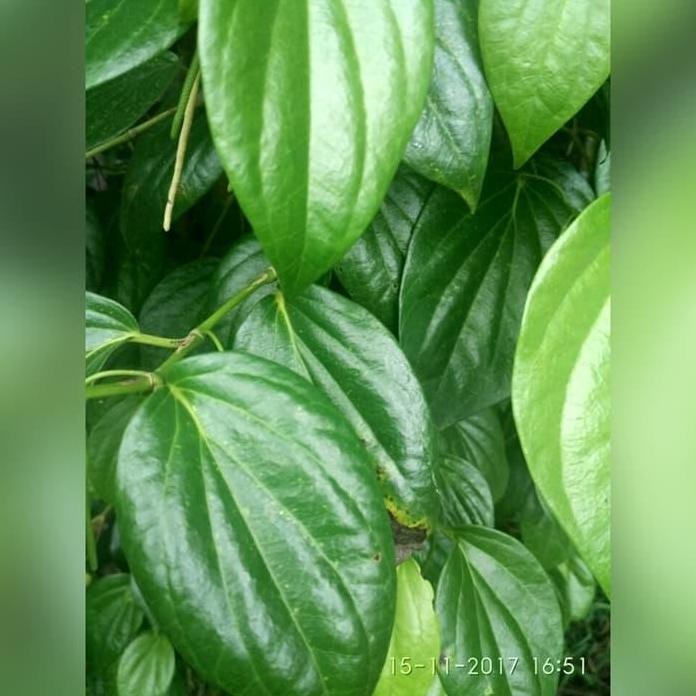 

Terlaris Terbaik Daun Sirih Hijau Fresh Bibit Cutting Stek Atau Bisa Daun