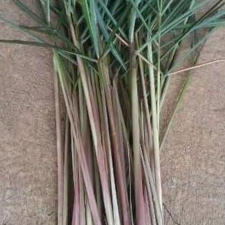 

Terlaris Jual Bibit Pohon Sereh/Paket Per10 Bibit Sereh