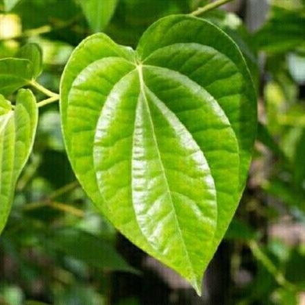 

Terlaris Bibit Tanaman Herbal Daun Sirih Hijau Herbal [Termurah]