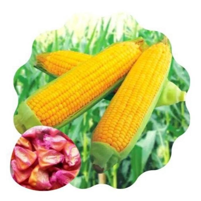 

Terlaris 300 Biji Benih Jagung Manis Madu Snp Garden Seed