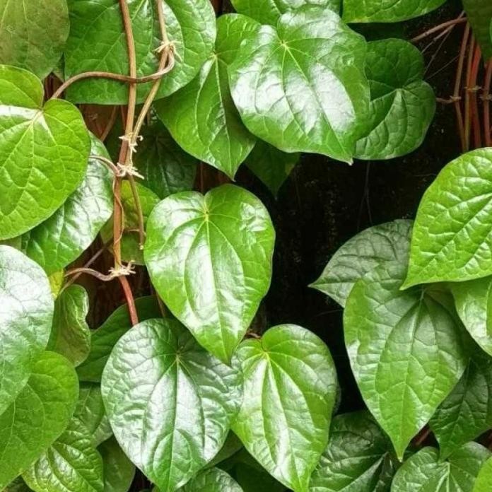 

Terlaris Bibit Tanaman Herbal Sirih Hijau