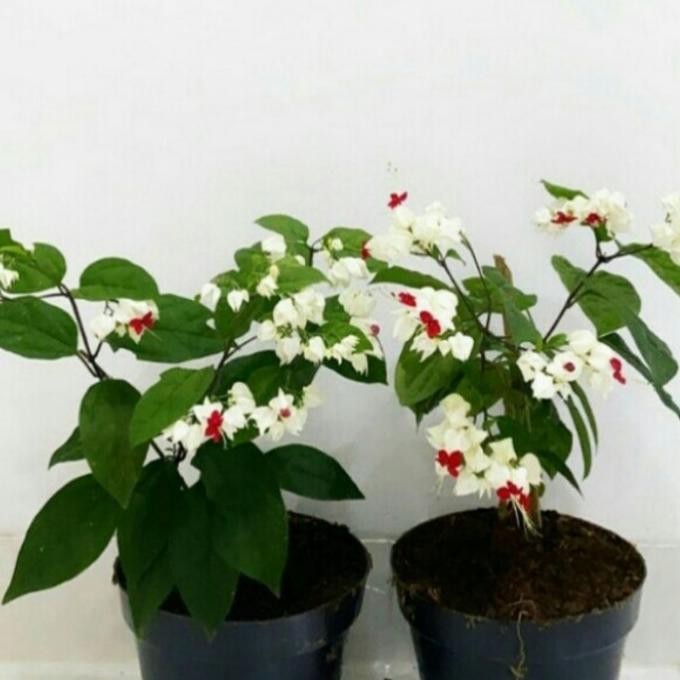 

Terlaris Pohon Nyonya Makan Sirih Tanaman Rambat Bibit Pohon Nona Makan Sirih Mmz