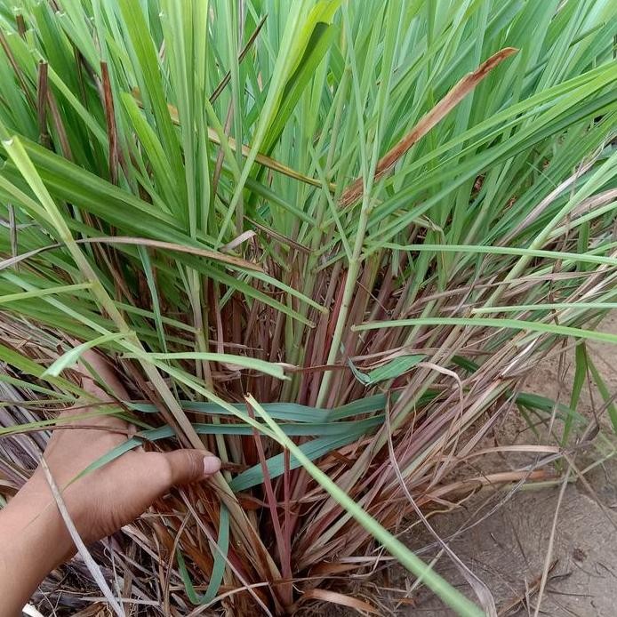

Terlaris Terbaik Bibit Sirih Merah Per 1 Pohon Sereh Wangi Merah