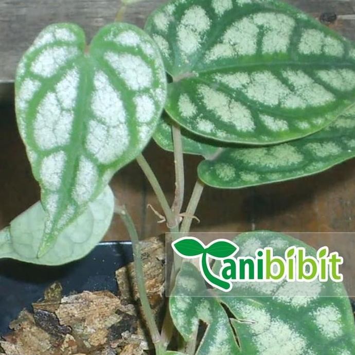 

Terlaris Tanaman Hias Sirih Silver - Daun Perak - Bibit Pohon Semi Indoor