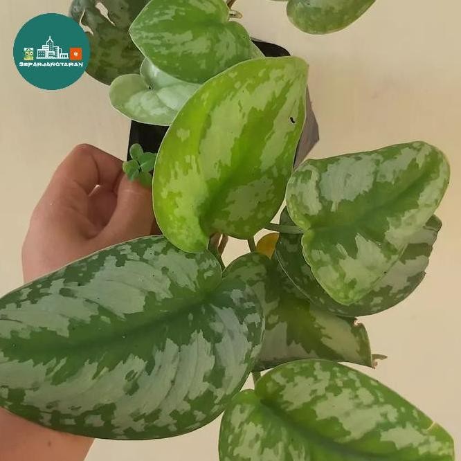 

Terlaris Tanaman Hias Sirigading Silver / Bibit Tanaman Sirih Scindapsus