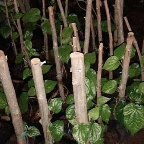 

Terlaris Suplier Bibit Pohon Sirih Rambat Herbal