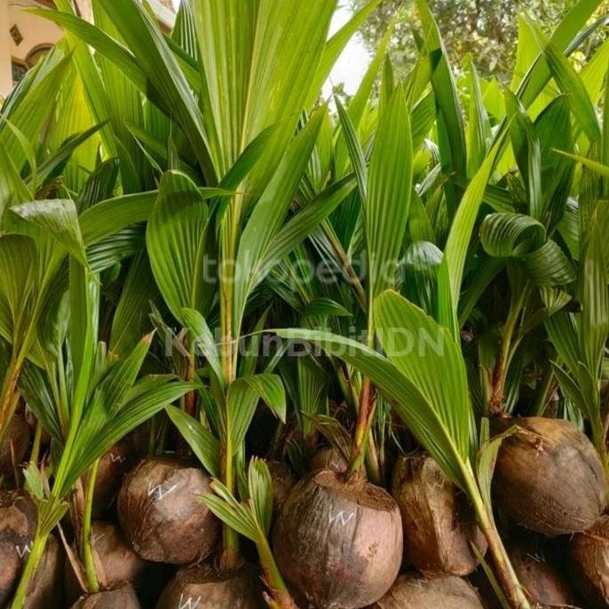 Bibit Buah Kelapa Wulung Genjah Asli | Kelapa Wulung Genjah PREMIUM