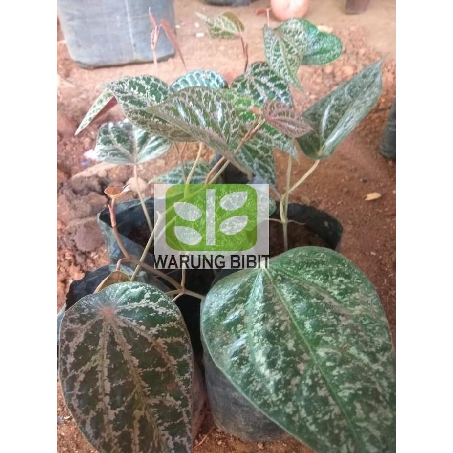 

Terlaris Jual Bibit Tanaman Toga - Tanaman Herbal Sirih Merah - Mengobati Berbagai Gangguan Kesehatan