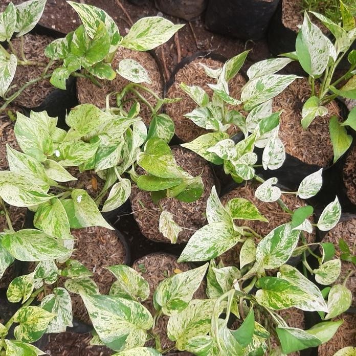 

Terlaris Bibit Tanaman Sirih Gading Putih Susu