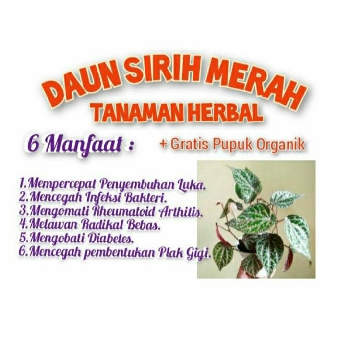 

Terlaris Bibit Daun Sirih Merah Herbal Sangat Bermanfaat Hcxibr 1992Fw