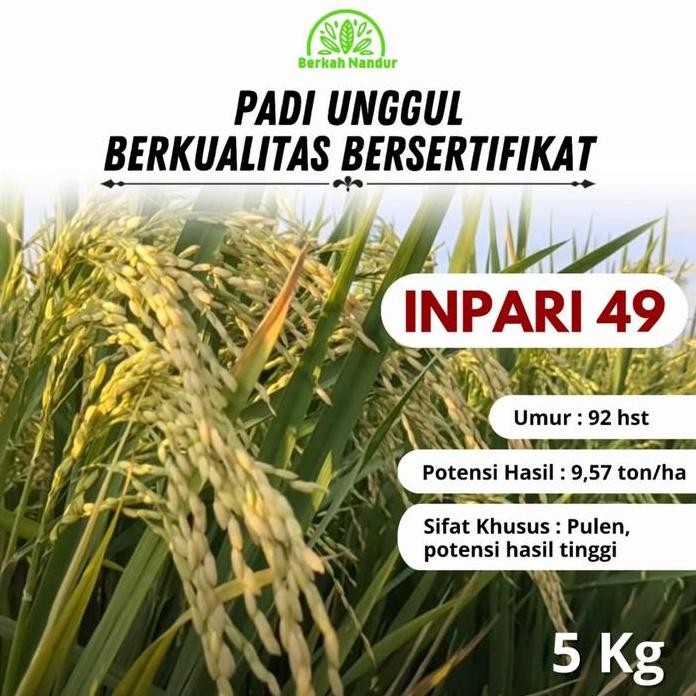 

Terlaris Benih Padi Inpari 49 Jembar 5Kg Benih Padi Unggul Benih Padi Hasil Tinggi