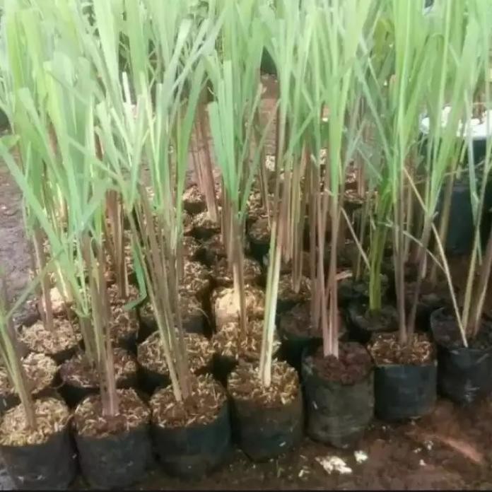 

Terlaris Bibit Tanaman Sereh Wangi Bibit Sereh Bumbu 1 Paket Isi 4 Bibit