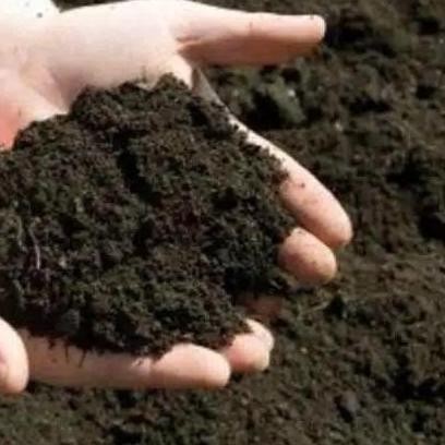 

Terlaris Victory Seed Pupuk Kandang Sapi Organik (Isi 100 Gram)