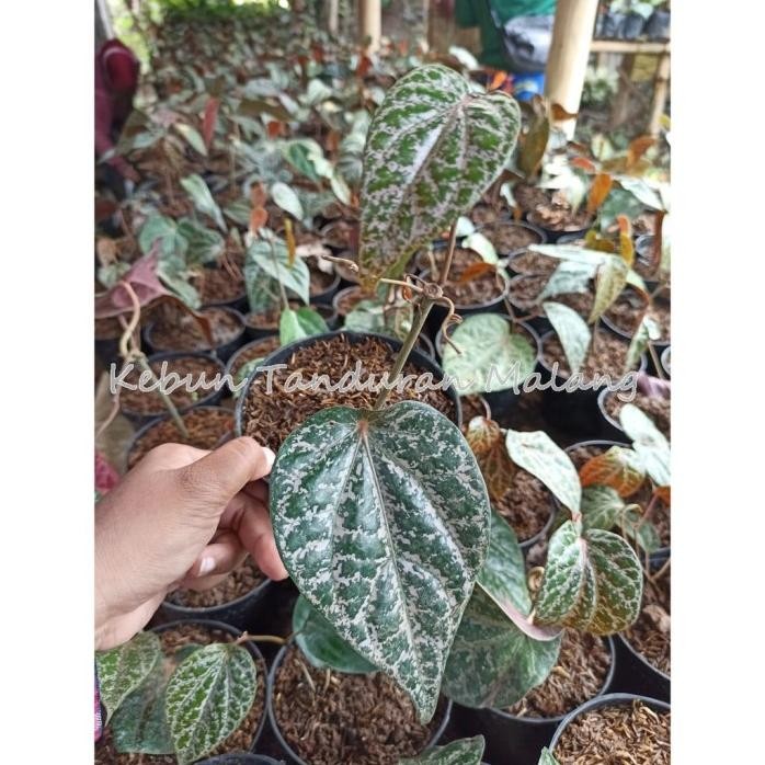 

Terlaris Bibit Sirih Merah Suruh Merah Tanaman Sirih / Tanaman Da Kfaehb 7763Qa