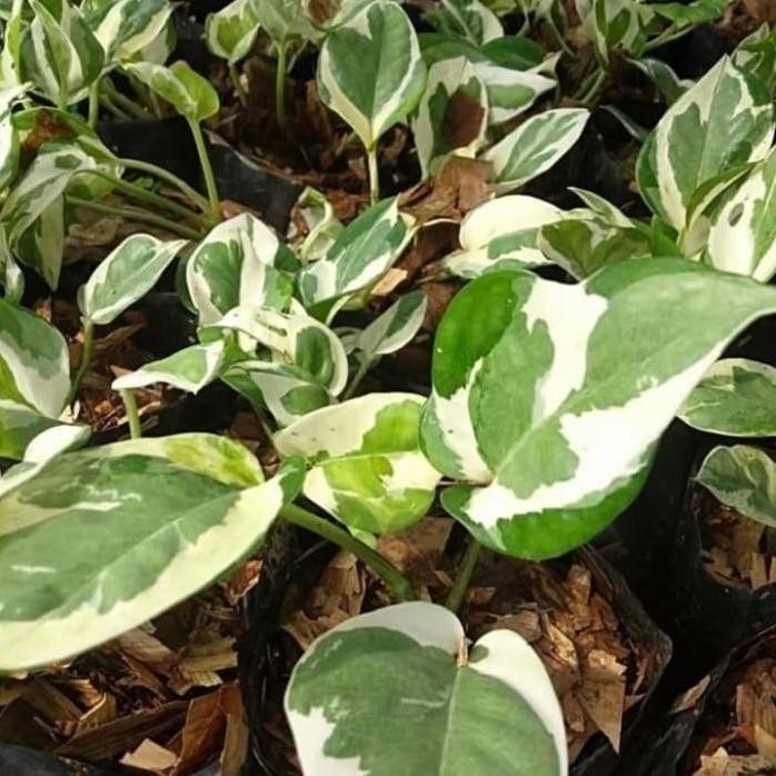 

Terlaris Bibit Tanaman Sirih Gading Koin