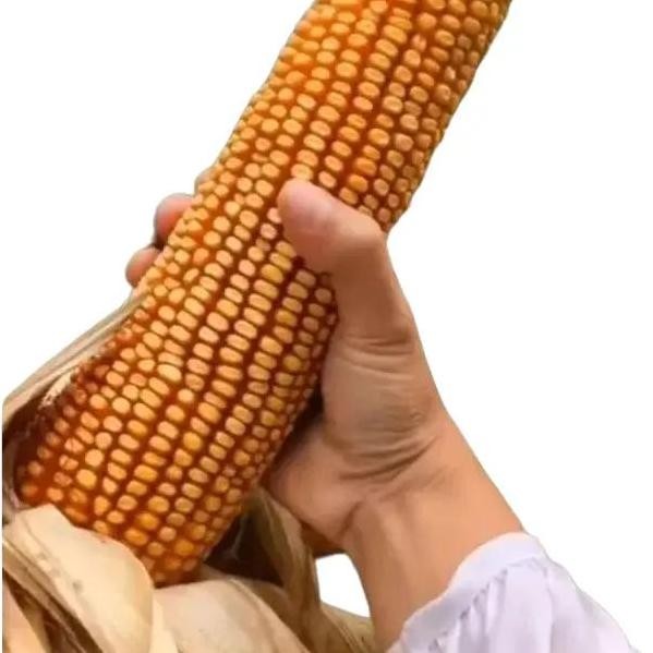 

Terlaris Biji Benih Jagung Jepang Raksasa