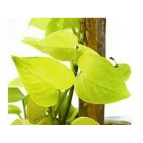 

Terlaris Promo Bibit Pohon Sirih Kuning Diskon