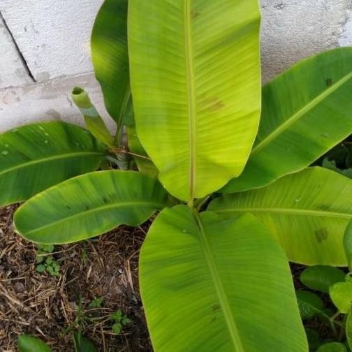 

Terlaris Bibit Pohon Pisang Raja Sereh 50Cm Bb Atv