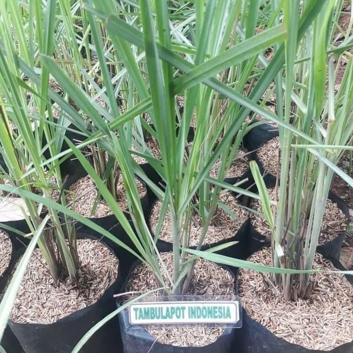 

Terlaris Bibit Sereh Wangi Tanaman Herbal Bumbu Masak Daun Sereh Pohon Sereh