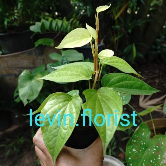 

Terlaris Piper Betle L. / Betal Vine / Sirih Hijau / Bibit Tanama Ygdgqt 0026Wh