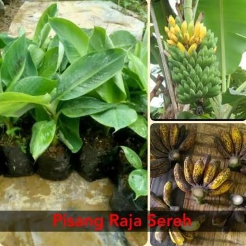 

Terlaris New Bibit Pohon Pisang Raja Sereh Super