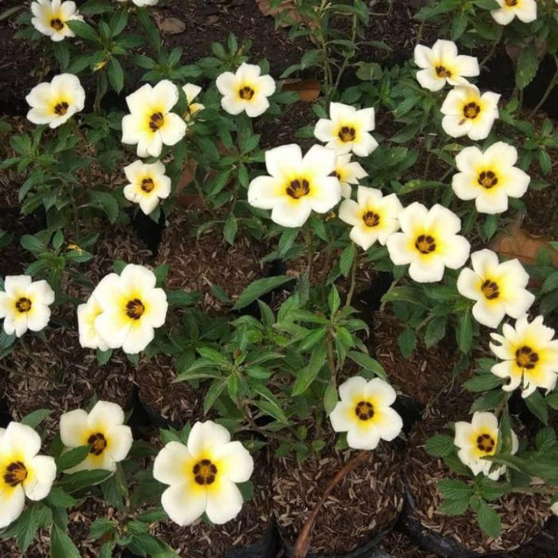 Tanaman Hias Turnera Ulmifolia
