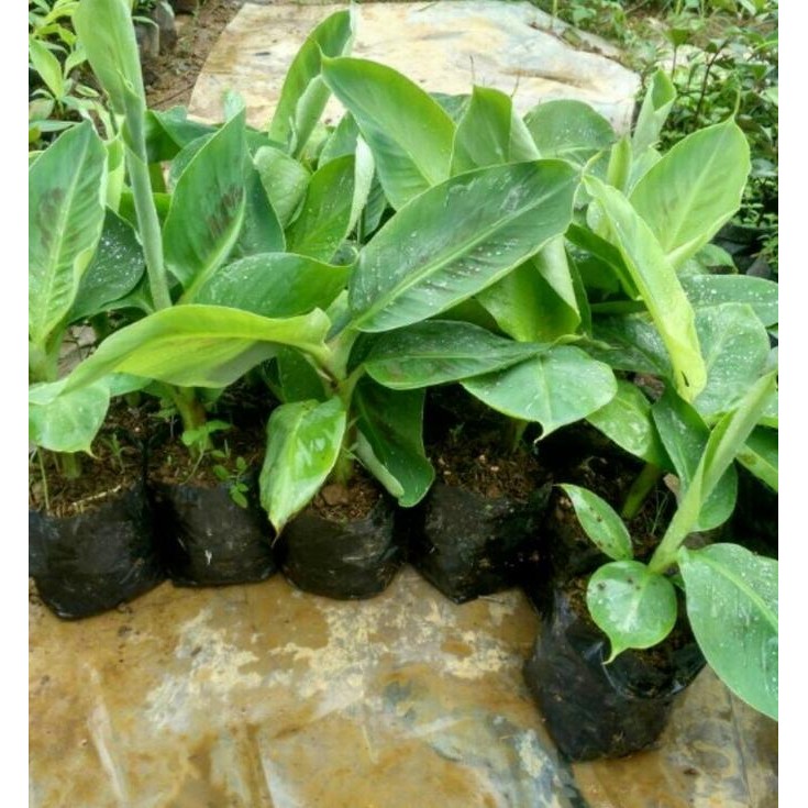 

Terlaris Sedia 10 Bibit Pisang Raja Sereh Unggul - Benih / Biji / Bibit / Binih Azz