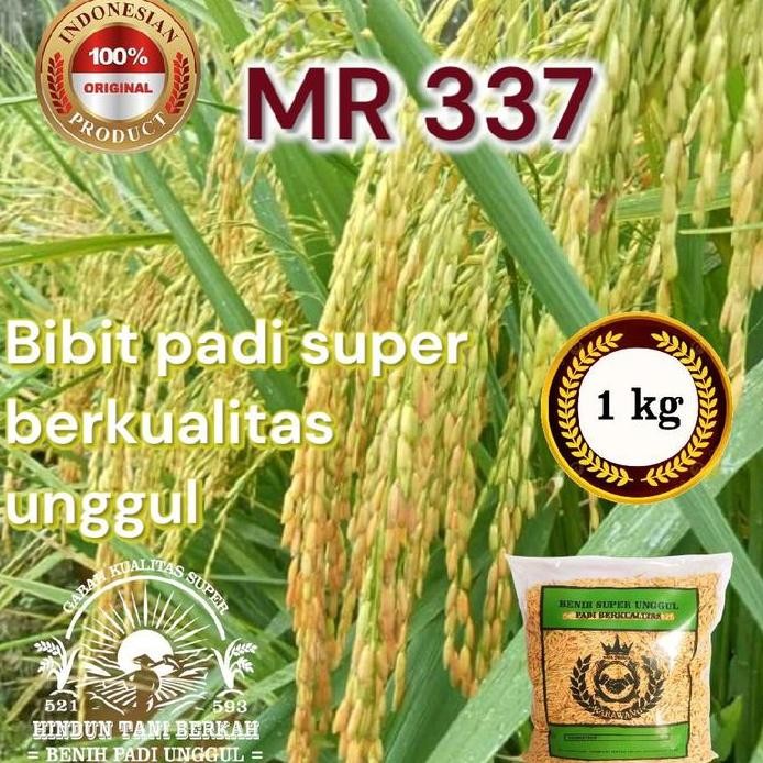 

Terlaris Benih Bibit Padi Mr 337 Super Genjah Tahan Penyakit
