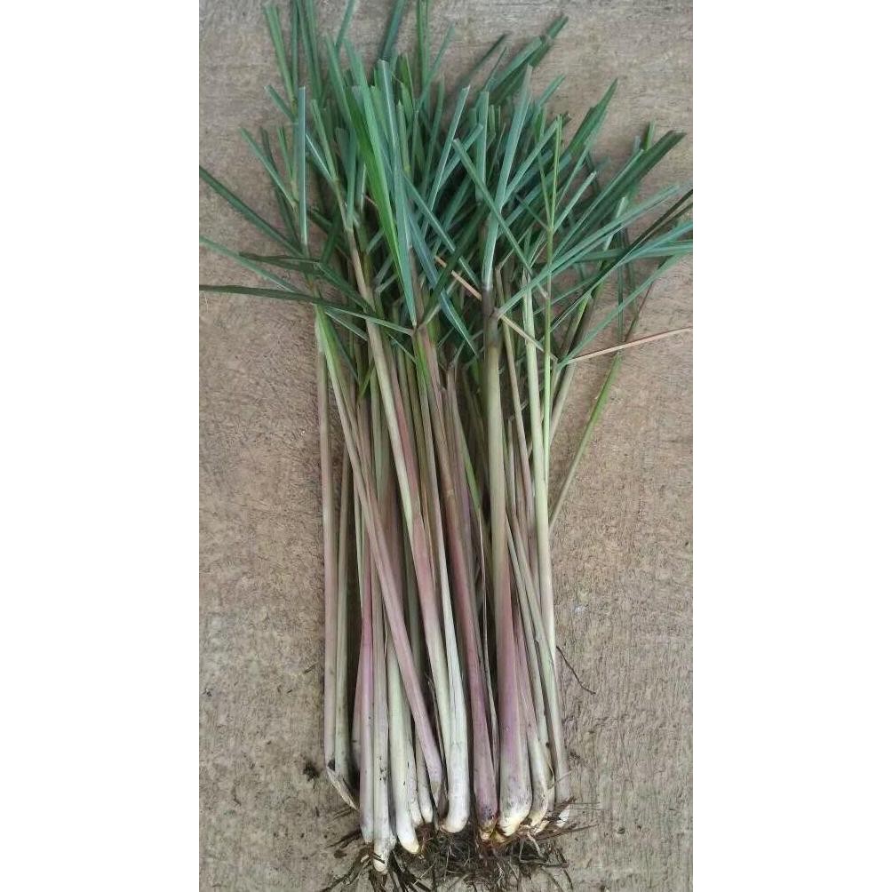 

Terlaris (Promo) 4 Batang Bibit Sereh Wangi Atau Serai Merah Organik (Fresh)