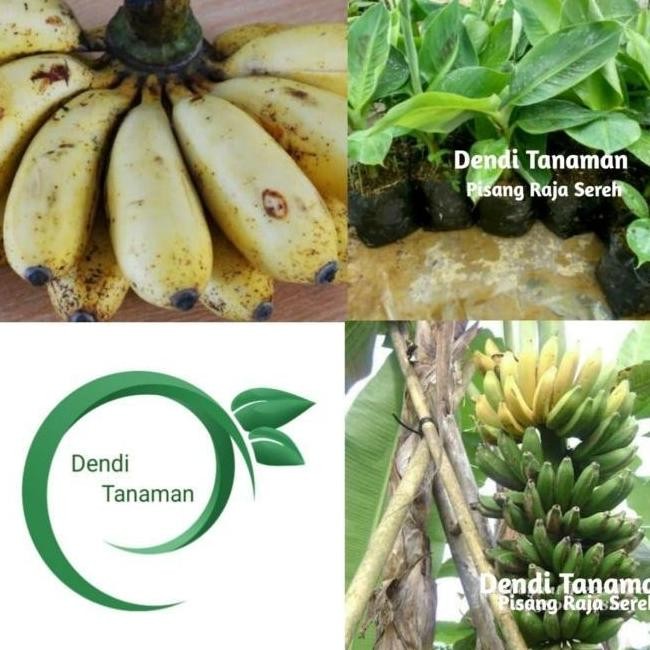 

Terlaris Bibit Pohon Pisang Raja Sereh / Buah Pisang Raja Manis Atz